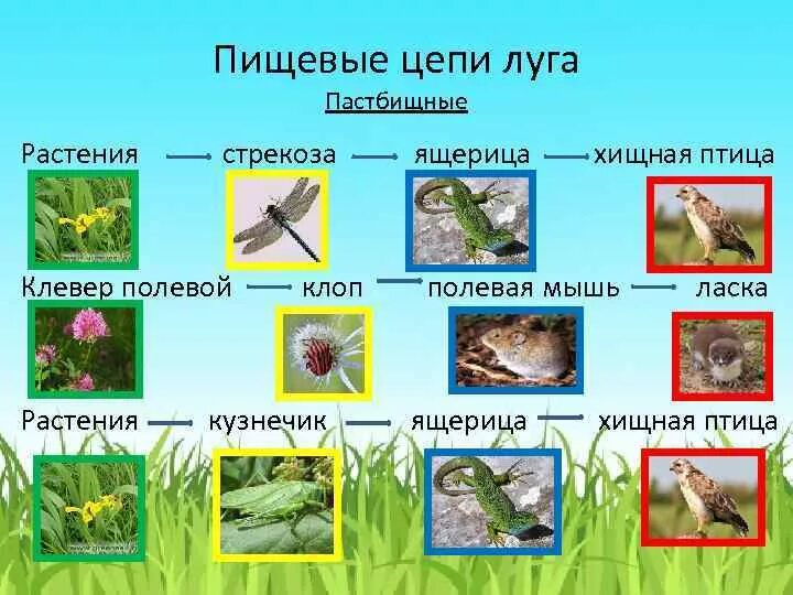 Пищевые Цепочки Луга Луга. Жизнь Луга пищевая цепочка 4 класс. Пищевая цепочка Луга 4 класс окружающий мир. Цепи питания в Луговом сообществе.