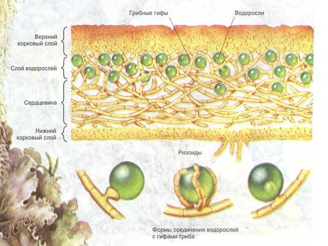 Лишайники биология строение. Схема внутреннего строения лишайника 5 класс биология. Схема строения лишайника. Строение слоевища лишайника рисунок. Схема строения лишайника биология 7 класс.