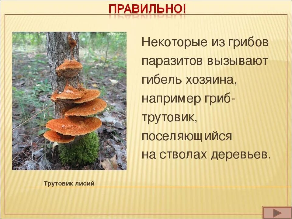 Почему гриб трутовик. Трутовик гриб паразит. Трутовик Лисий. Паразитизм трутовика. Плодовое тело гриба трутовика.