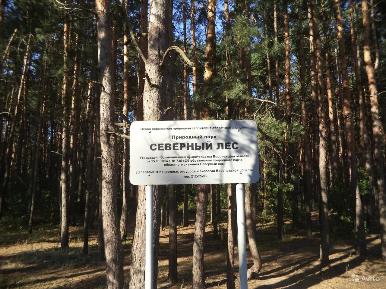 Парк северный лес воронеж фото