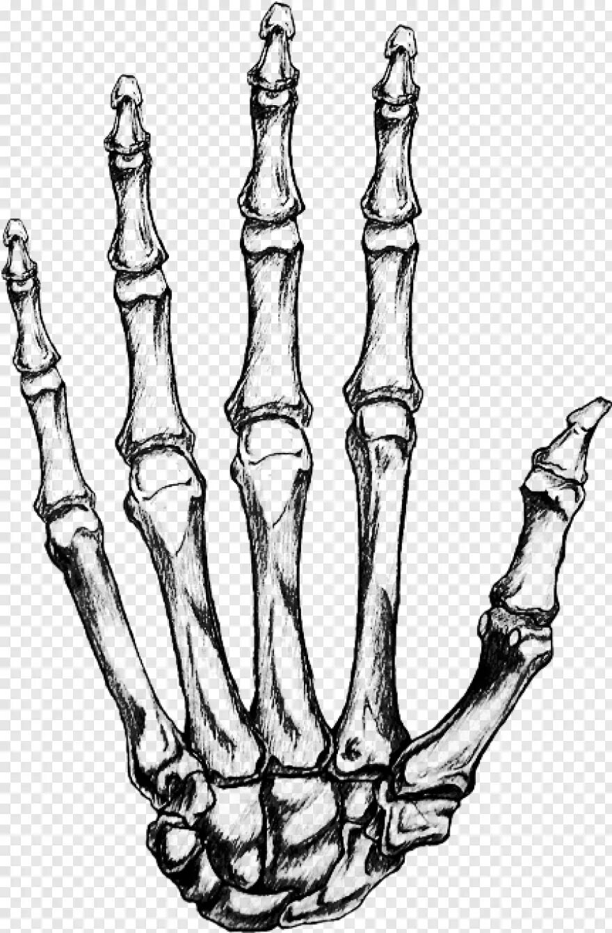 Skeleton hands