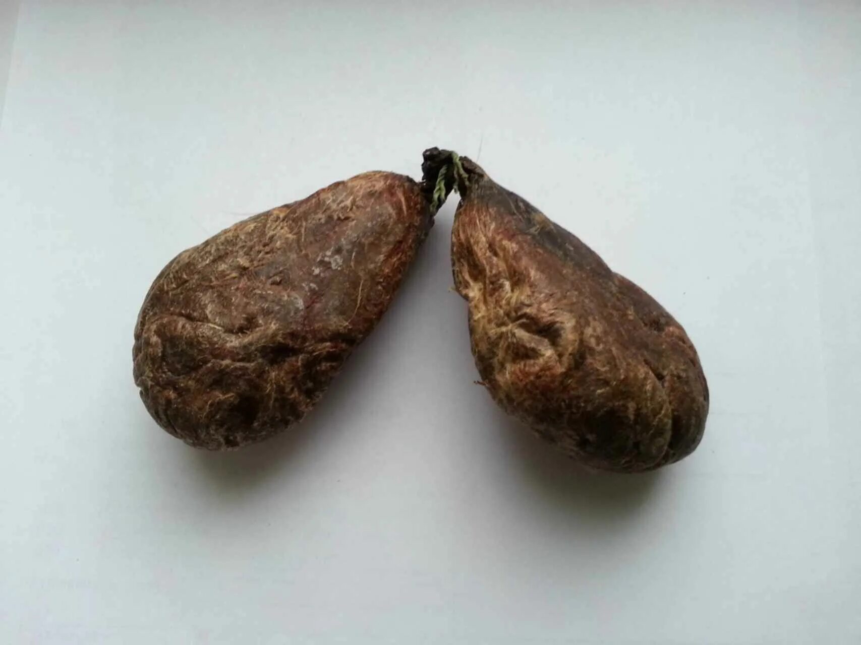 Струя бобра алтайский заготовитель. Кастореум бобровая струя. Бобровая струя сушеная. Бобровая струя-мускус бобра. Бобровая струя настойка.