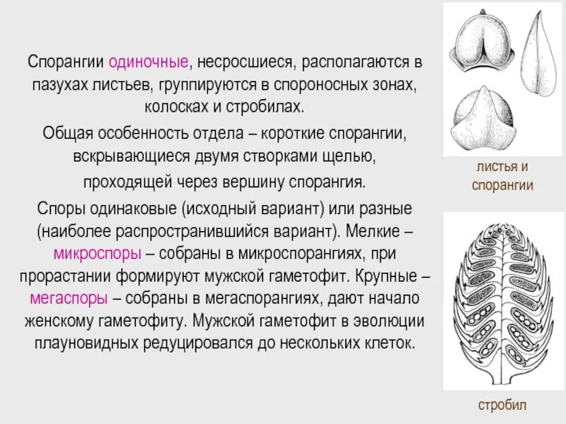 На каких органах растения располагаются спороносные колоски