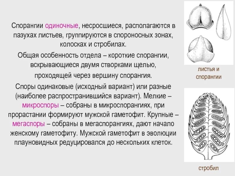 Строение спорангия. Группы спорангиев. Типы спорангиев. Стробилы это в биологии.