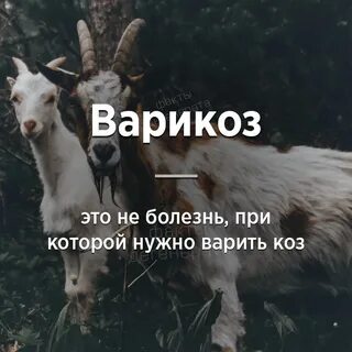Что ты сказала коза