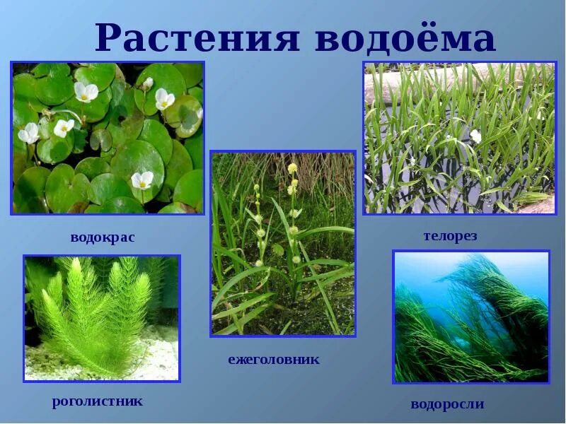 Растения пресноводных водоемов. Растения живущие в водоемах. Растения пресных вод. Растительный мир водоемов. Водные сообщества преобладающие виды растений