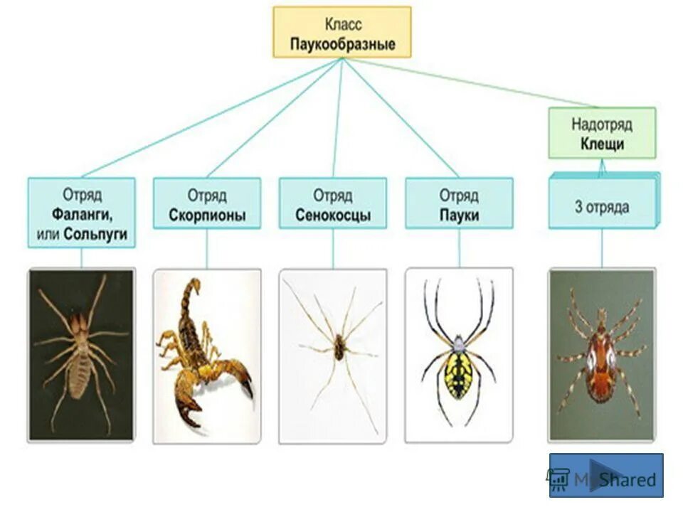 Отделы класса паукообразные. Паукообразные 7 класс биология. Тип Членистоногие класс паукообразные 7 класс. Биология 7 класс паукообразные клещи. Класс паукообразные 7 класс биология сенокосцы.