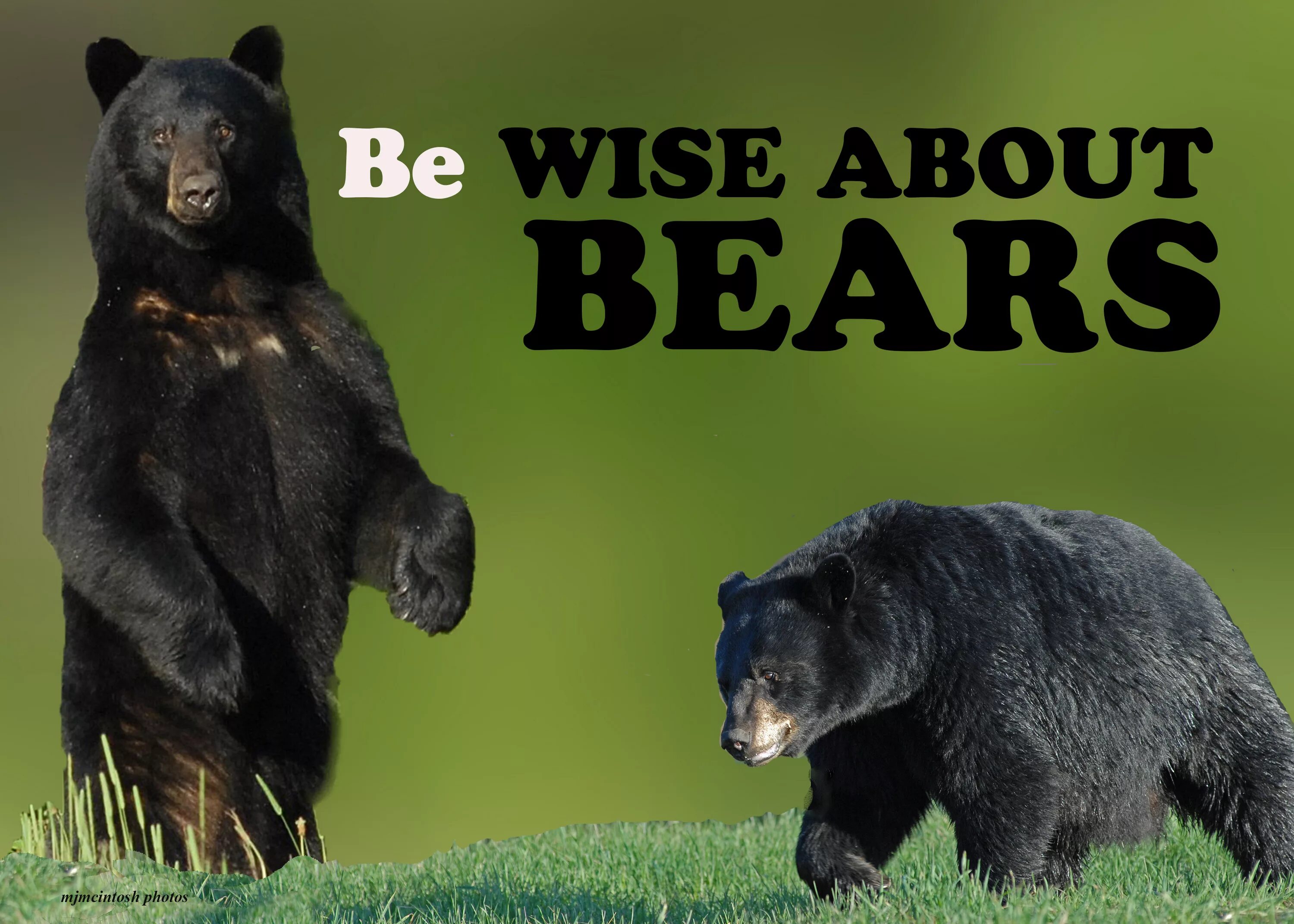 Популярный медведь. Bear is here. Медвежий шрифт. Bear week. Медведь шрифт.