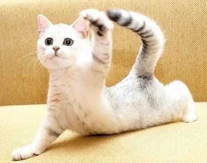 Коте зарядка