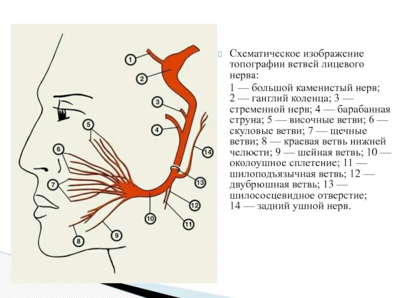 Ветви лицевого нерва схема. Схема иннервации лицевого нерва. Лицевой нерв схема строения. Ветви лицевого нерва схема проекция.