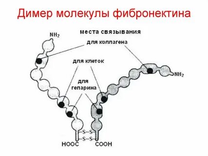 Состоит из димеров
