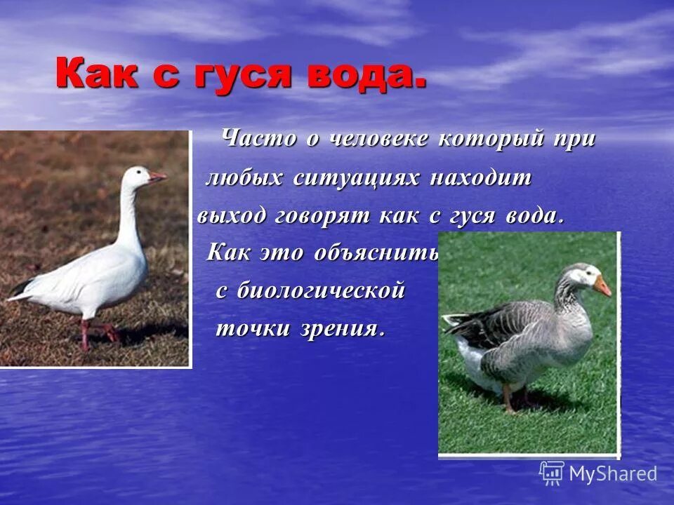 Факты о гусях