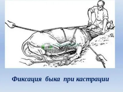Причины кастрации