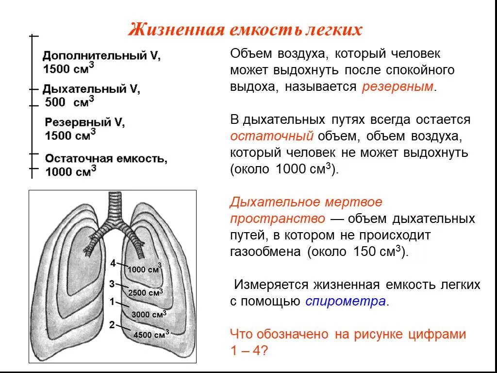 Как называется объем легких. Объемы составляющие жизненную емкость легких. механизм дыхания жизненная ёмкость лёгких. дыхательный объем жизненная емкость легких. механизм дыхания жизненная емкость легких 8.