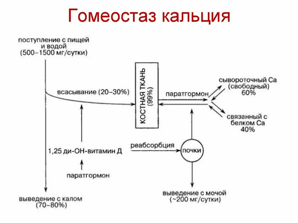 Гормональная регуляция гомеостаза кальция схема. Схема регуляции обмена кальция биохимия. Обмен фосфора схема. Кальций фосфорный обмен схема.