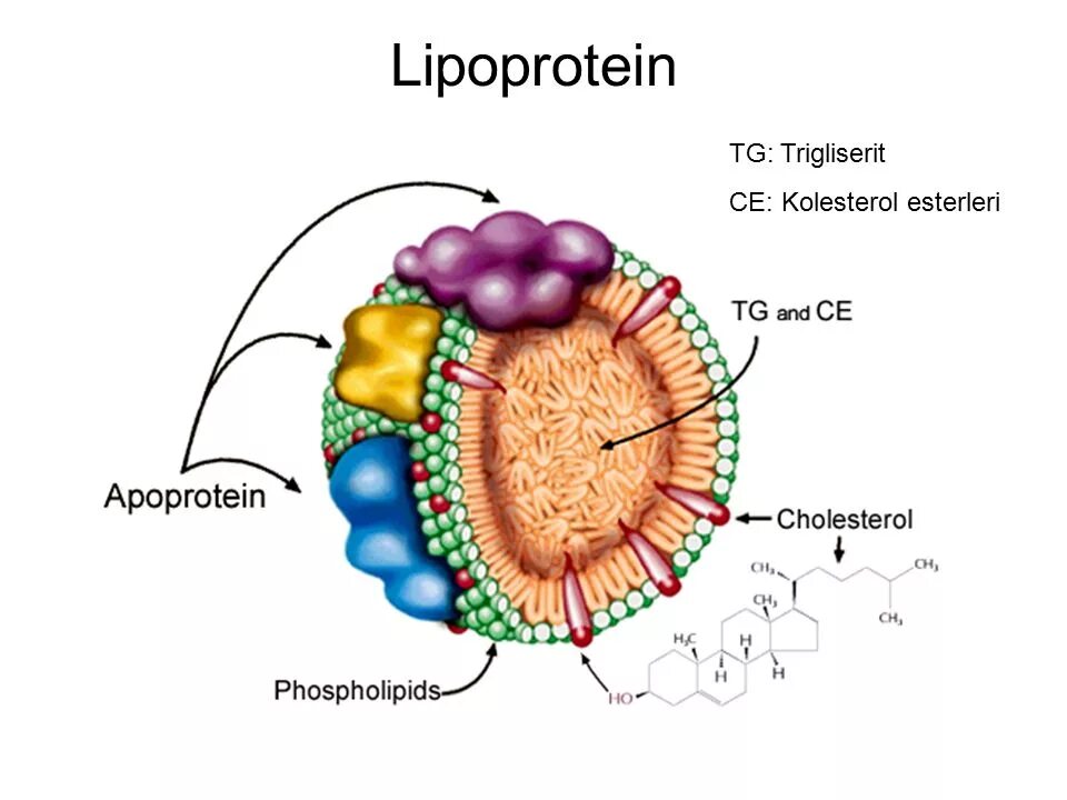 Строение липопротеинов. Липопротеиды это. Липопротеин строение. Липопротеины на плазмолемме.