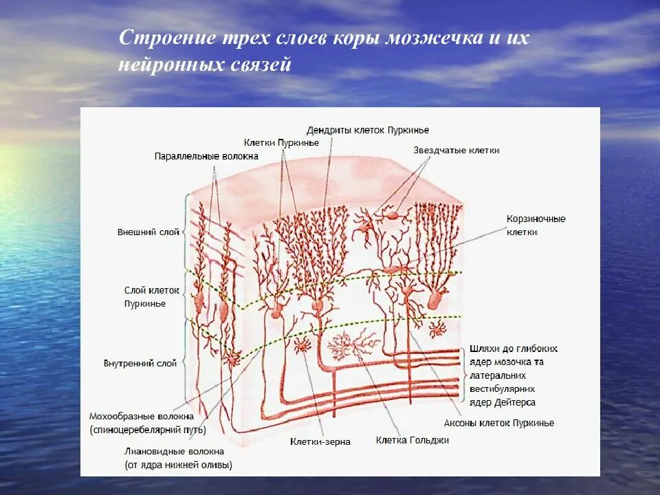 Нейроны мозжечка гистология. Клетки мозжечка гистология. Строение коры мозжечка слои. Клетка Пуркинье мозжечка строение.