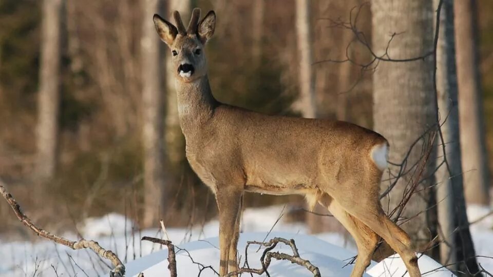 Косуля в тверской области фото и описание Косуля. Capreolus capreolus dubinkind LiveJournal