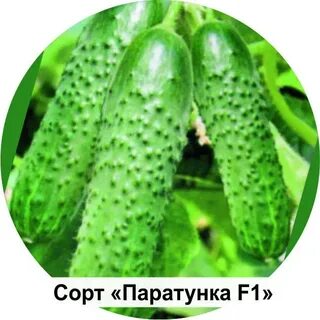 Огурец паратунка