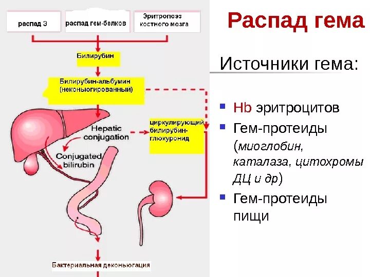 Билирубин какой орган. Распад гема образование билирубина. распад гемоглобина и образование билирубина биохимия. гем распад гема. превращение гемоглобина в билирубин.
