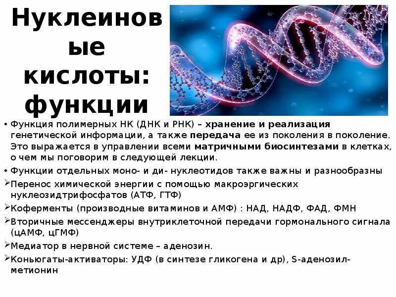 Роль нуклеиновых кислот в реализации наследственной информации. Функции нуклеиновых кислот ДНК. Роль ДНК И РНК В передаче наследственной информации. Роль нуклеиновых кислот в передаче генетической информации.