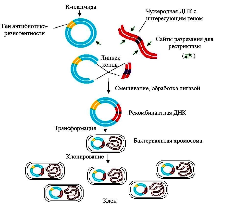 Ген резистентности. Схема получения рекомбинантной плазмиды. Метод рекомбинантных плазмид схема. Схема клонирования рекомбинантной ДНК. Метод рекомбинантных ДНК этапы.