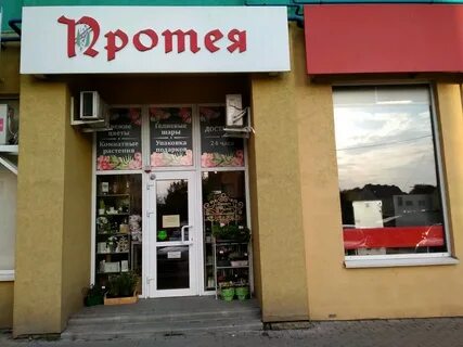 Протея калининград
