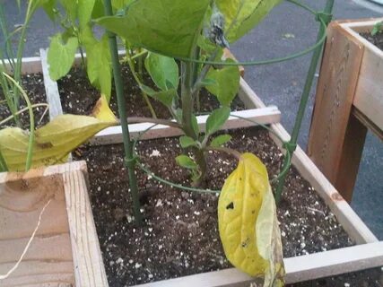 Желтеют листья рассады перца причина что делать
