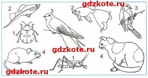 Признаки насекомых рыб птиц зверей 2 класс