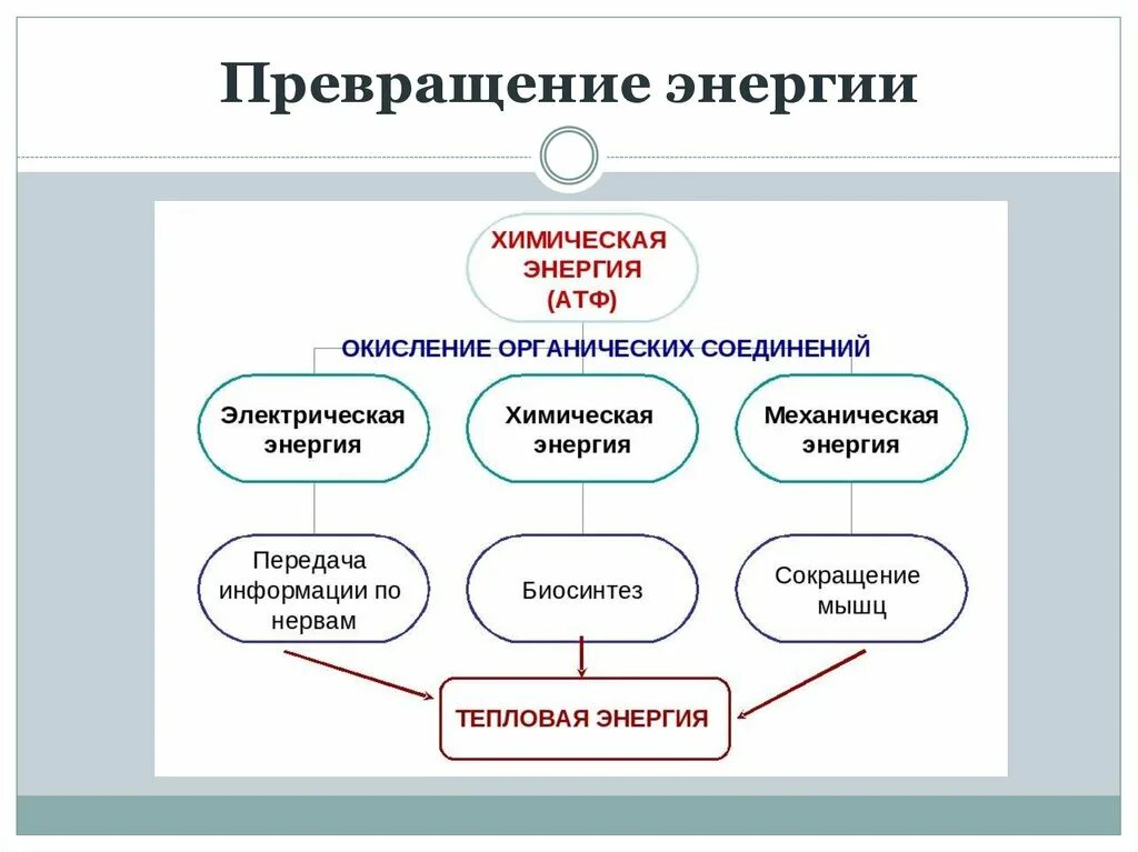 На каком превращение форм энергии основано. Виды превращения энергии. Превращение энергии в организме. Этапы превращения энергии. Схема преобразования энергии.