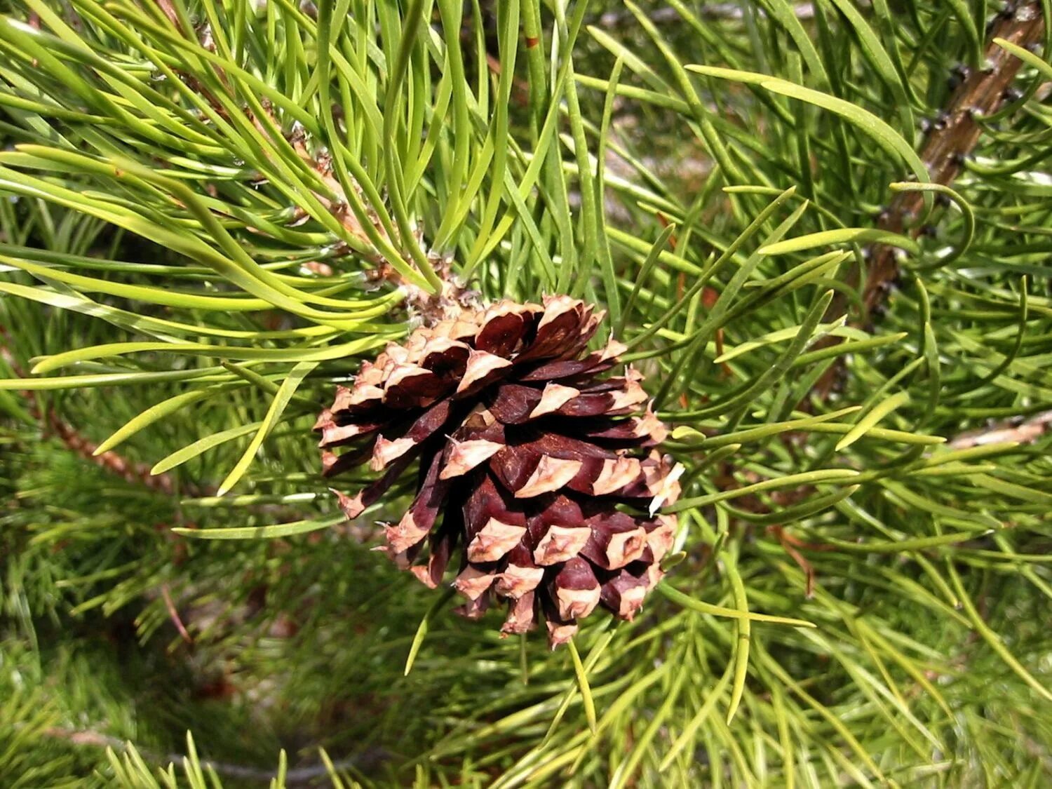 Женская шишка хвойных. Pinus contorta. Сосна Тунберга шишки. Сосна Пиния шишки. Pinus contorta шишка.