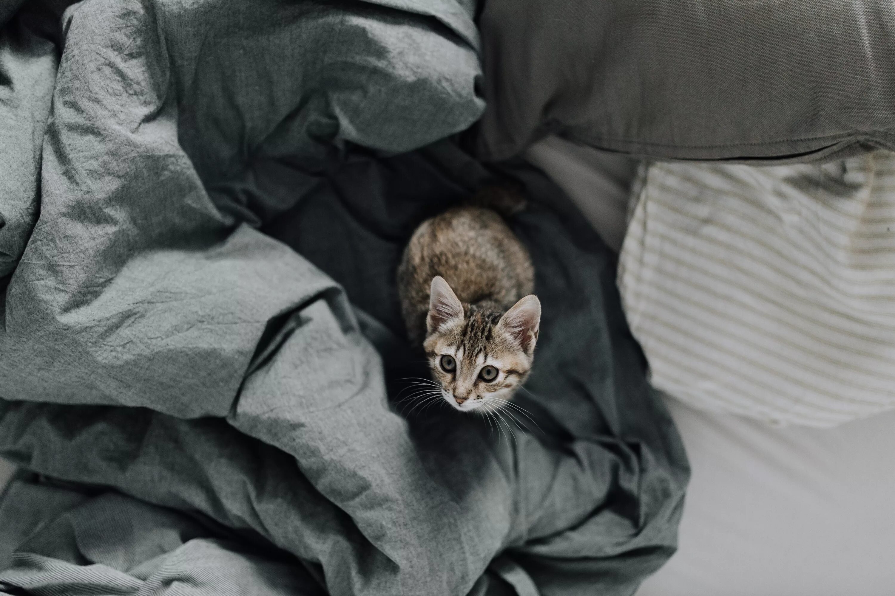 Кот в одеяле. Котенок в одеяле. кот серый одеяло. котята в постельке. кот под кроватью.