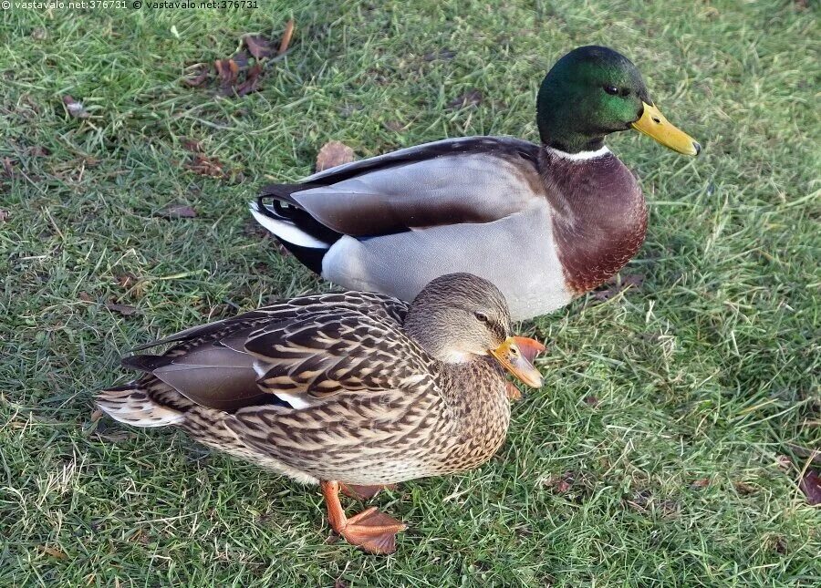 Башкирки утки порода. Башкирская цветная утка. Башкирка описание. Селезень башкирской породы. Башкирки утки порода.