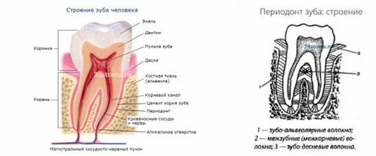 Рокс периодонт