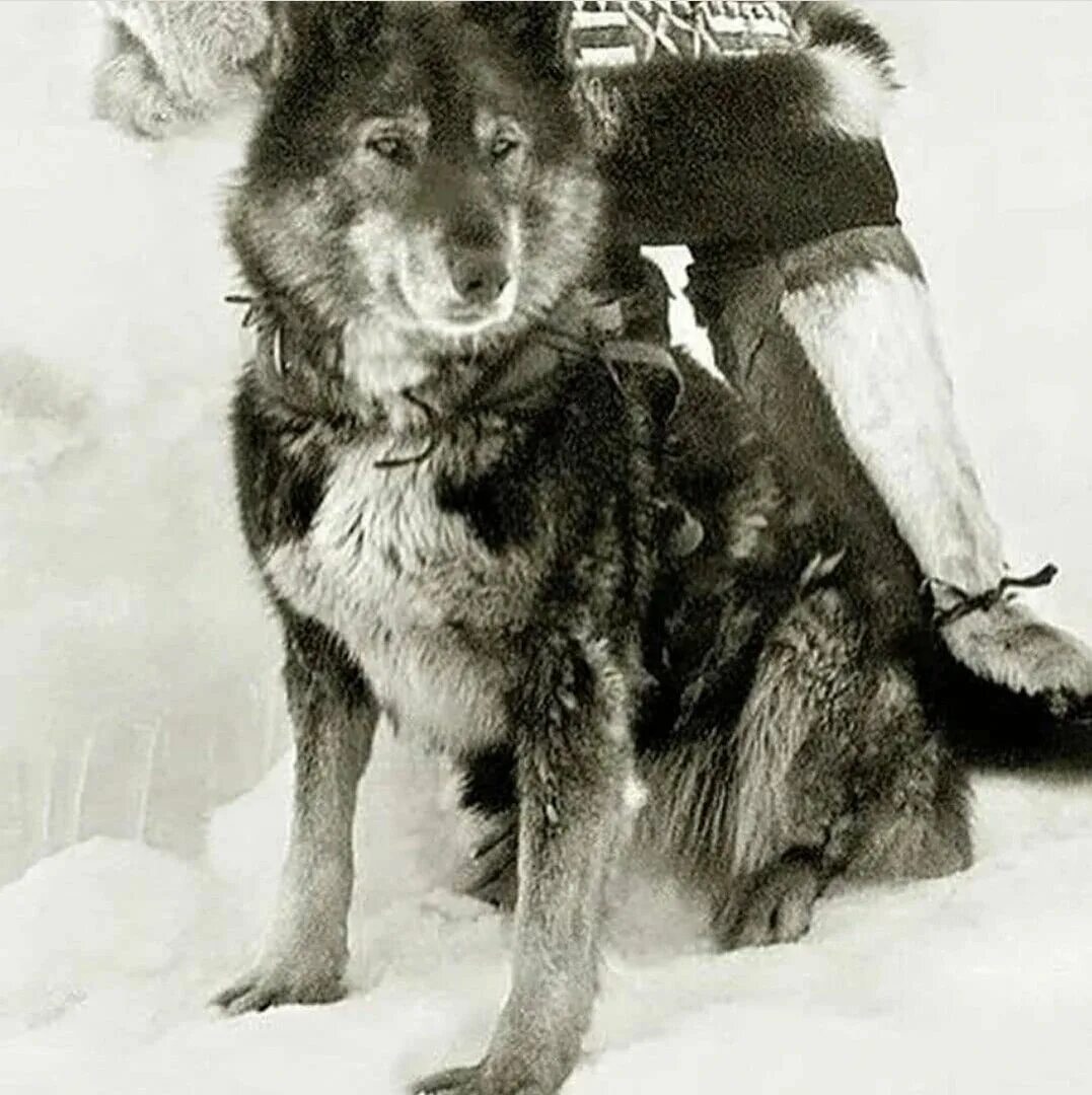 Пес того