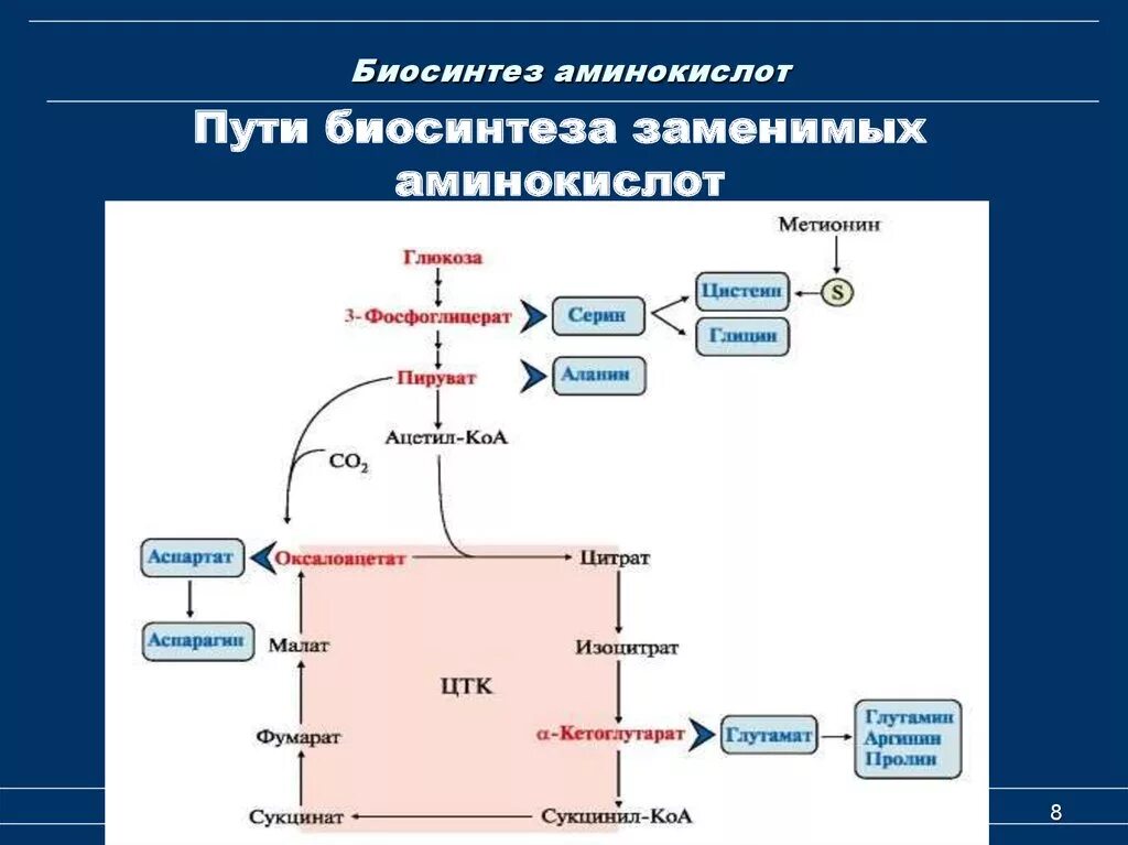 Биосинтез и расщепление. Общая схема синтеза аминокислот. Биосинтез аминокислот цикл Кребса. Схема образования заменимых аминокислот. Основной путь образования заменимых аминокислот.