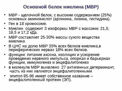 Основные белки миелина