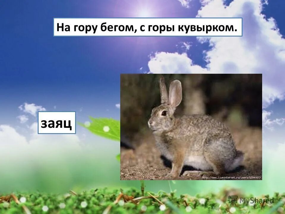 загадка висит сито не руками свито. тест загадка. загадка ответ ворота. загадка в гору бегом с горы кувырком. заяц с горы кувырком.