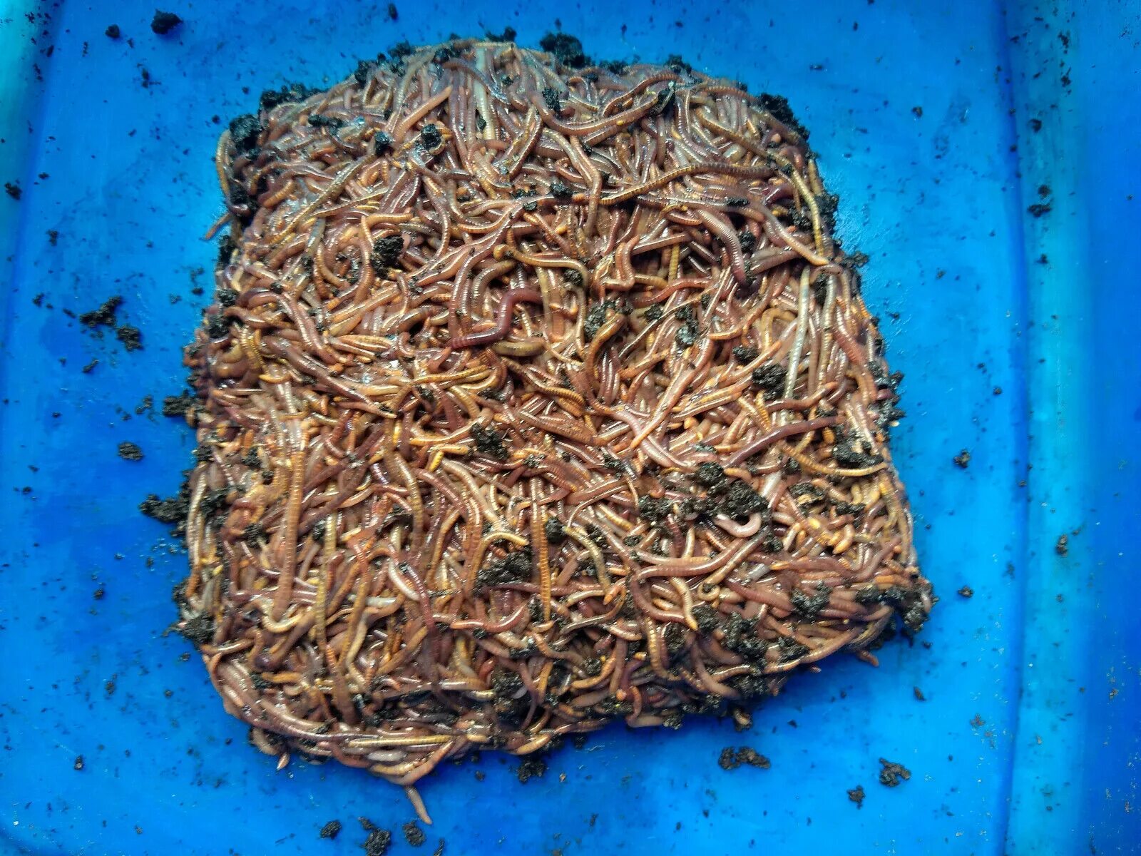 Купить живых червей. Компостные черви биогумус. Красненькие личинки в компосте.