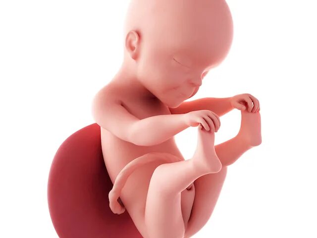 животик на 25 неделе беременности. живот на 24 неделе. 25 неделя 2024. беременный живот 25 недель. 25 неделя 2024г.