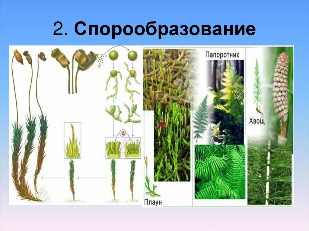 Спорообразование и вегетативное размножение. Спорообразование многоклеточных организмов. Спорообразование у растений. Спорообразование папоротника. Спорообразование примеры.