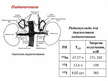Размеры правого надпочечника