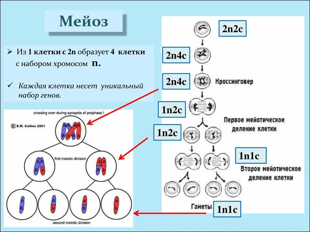 Генотип bb