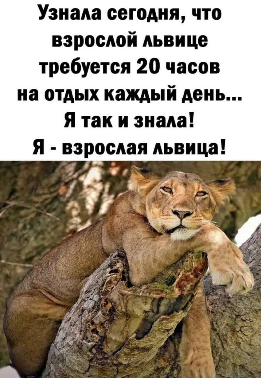 Понять сегодняшний. Взрослой львице требуется 20 часов. Я так и знала я взрослая львица. Узнала сегодня что взрослой львице. Узнала сегодня что взрослой львице требуется 20.