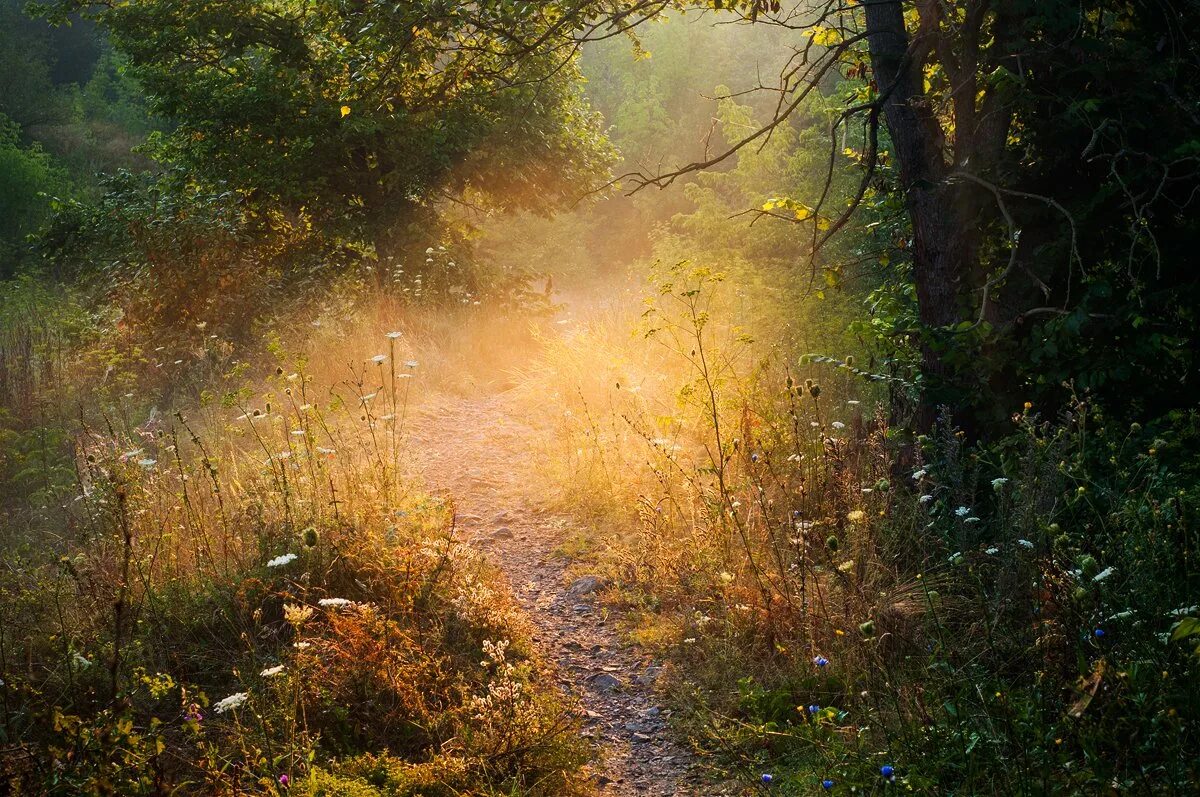 Миша сквозь листву глядит на старинный сад. Тропинка в лесу. Лес Освещенный солнцем. Утро в лесу. Солнечные блики на тропинке.