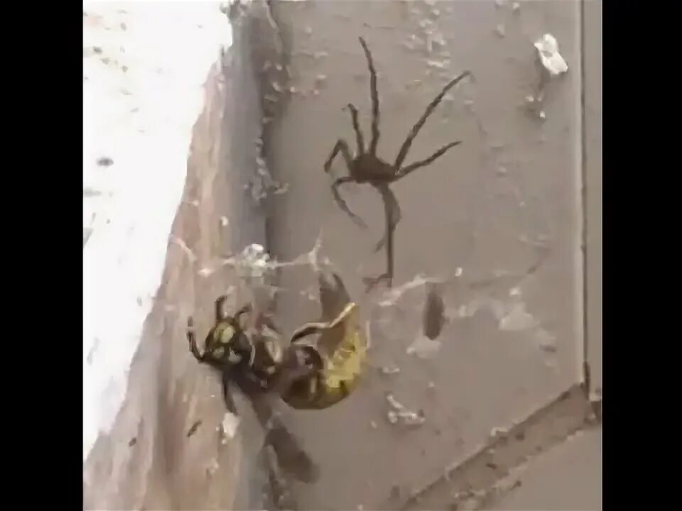 Нападение осы. Оса которая нападает на пауков. Оса напала на паука. Оса и паук битва. Оса парализует паука.