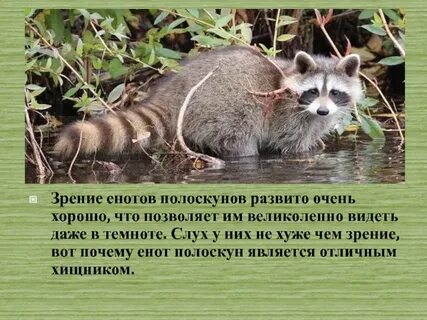 Описание енота