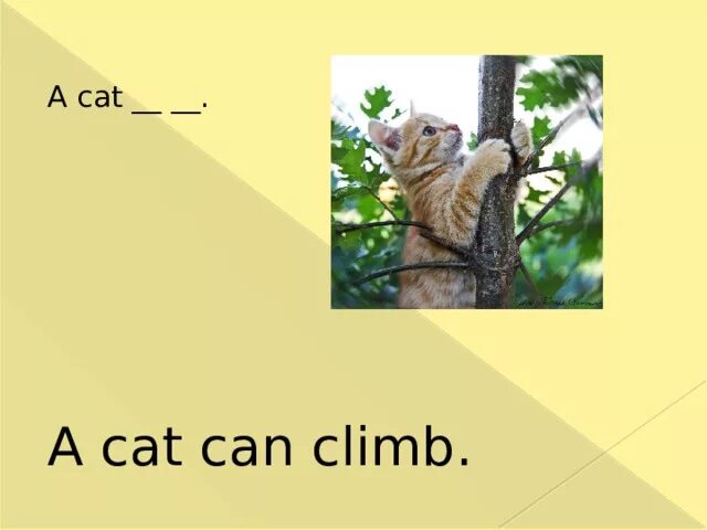 A Cat can Climb. Can Cats Climb Trees. Картинки a Cat can Climb for Kids. Cats can Climb Trees мультяшный. Out in the sun i can climb