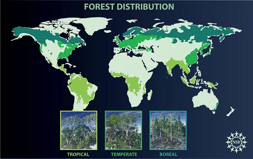 Global forests. World distribution of forests. forest world. forest map world.