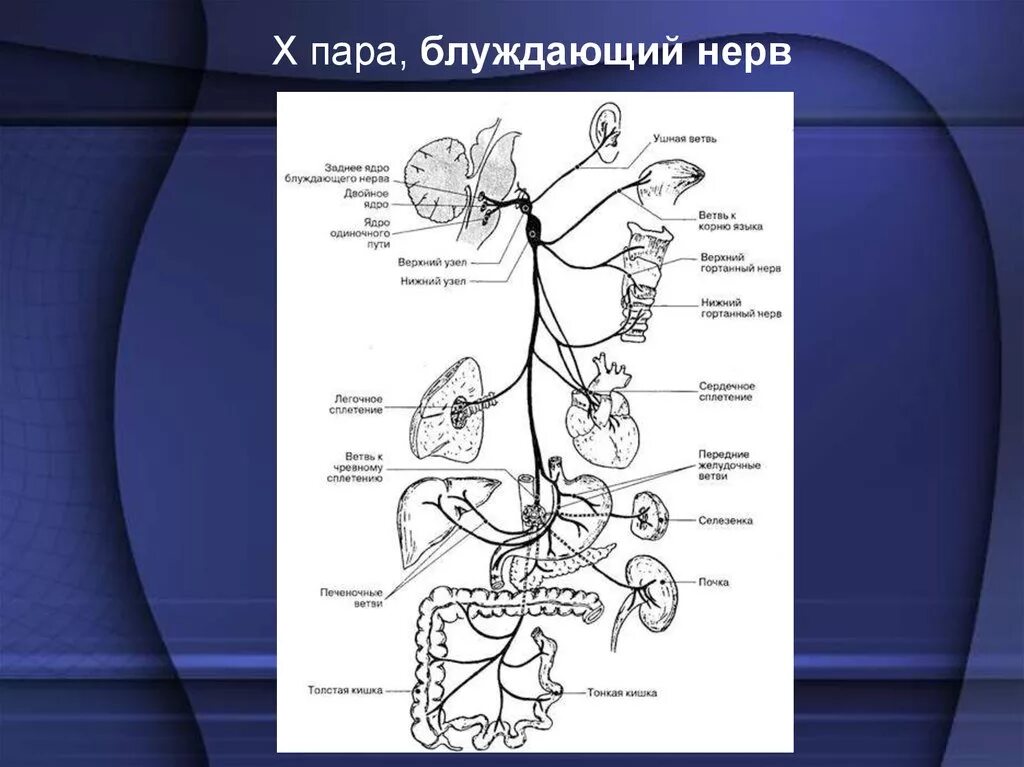 Головной отдел блуждающего нерва. 10 Пара черепных нервов ядра. 10 Пара блуждающий нерв. Иннервация блуждающего нерва. 10 Пара черепных нервов схема.